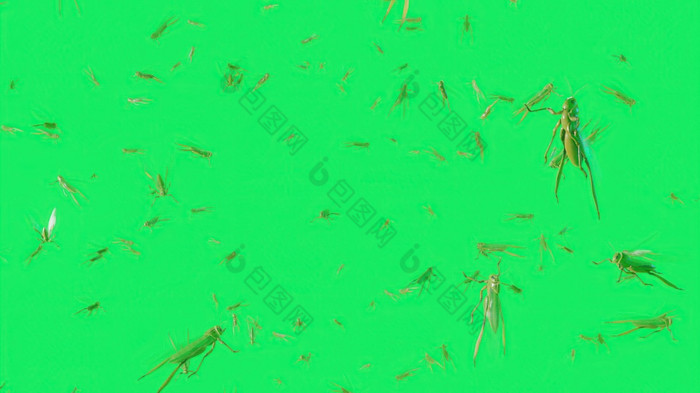插图特色群成千上万的人蝗虫飞行成框架绿色屏幕