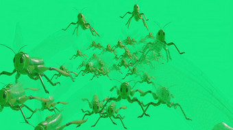 插图特色群成千上万的人蝗虫飞行成框架绿色屏幕