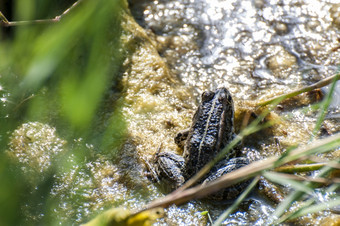 绿色青蛙休息湿地