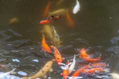 日本锦 鲤池塘在哪里他们是使吃