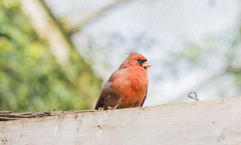 北部红衣主教Cardinaliscardinalis栖息日志