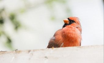 北部<strong>红衣主教</strong>Cardinaliscardinalis栖息日志