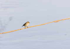 phylloscopus科利比塔棕柳莺觅食在日志