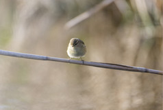 phylloscopus科利比塔棕柳莺觅食在日志