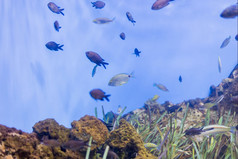 水下生活在哪里的鱼的海是观察到的