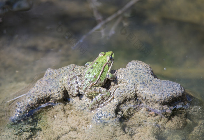 绿色青蛙休息湿地