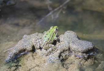 绿色青蛙休息湿地