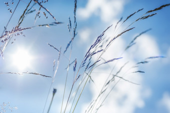 令人惊异的阳光明媚的一天夏天草地与野花下蓝色的天空自然花背景