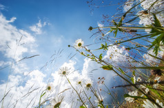 令人惊异的阳光明媚的一天夏天草地与野花下蓝色的天空自然花背景