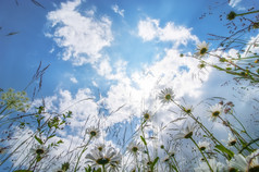 令人惊异的阳光明媚的一天夏天草地与野花下蓝色的天空自然花背景