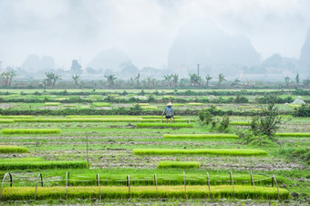 越南农民工作大米场令人惊异的视图村在石灰石岩石多雾的早....<strong>安保</strong>兵越南旅行风景而且目的地