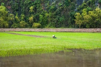 越南农民作品大米场多雾的早....安保兵越南旅行<strong>风景</strong>而且目的地有机农业<strong>东南亚</strong>洲