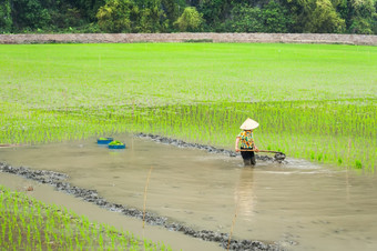 越南农民作品<strong>大米</strong>场多雾的早....安保兵越南旅行风景而且目的地<strong>有机</strong>农业东南亚洲