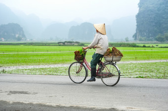 越南女人锥形帽子自行车会为工作大米场安保兵越南旅行风景而且目的地