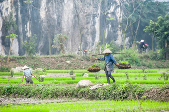 越南农民大米帕迪场安保兵那里Coc有机农业亚洲令人惊异的全景视图大米字段而且越南村在石灰石岩石多雾的早....安保兵越南旅行风景而且目的地