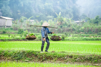 越南农民作品大米场多雾的早....<strong>安保</strong>兵越南旅行风景而且目的地有机农业东南亚洲