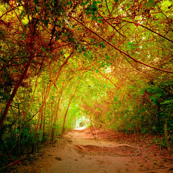 幻想丛林森林超现实主义的秋天颜色与隧道而且路径道路通过热带树概念景观为神秘的自然背景