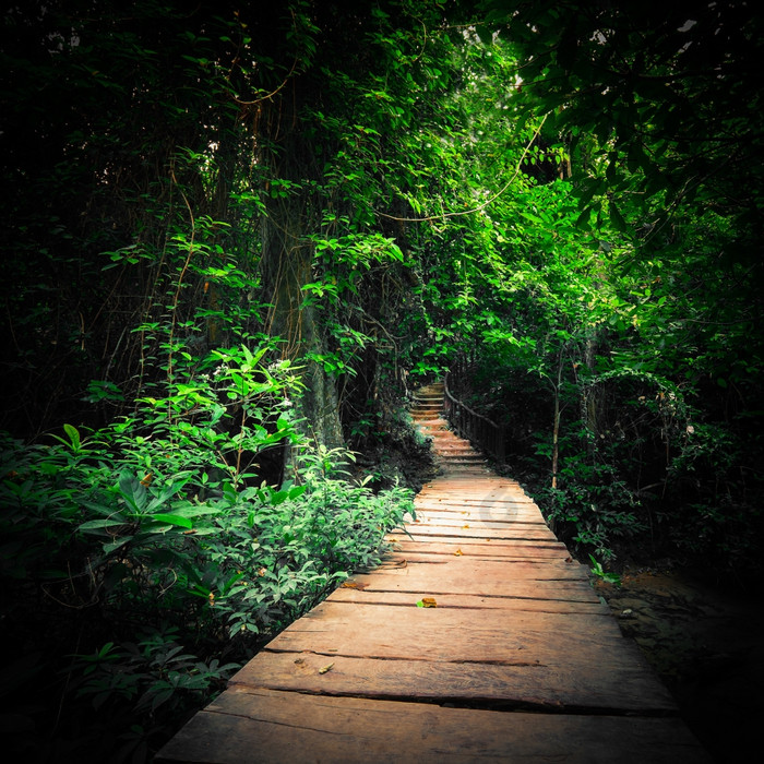 幻想丛林深森林黑暗颜色木路路径道路通过热带树概念景观为神秘的背景