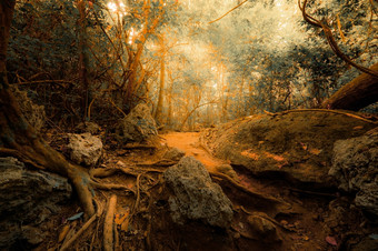 幻想热带丛林森林超现实主义的颜色概念景观为神秘的背景