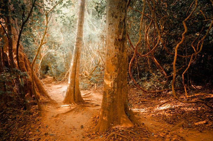 幻想热带丛林森林超现实主义的颜色概念景观为神秘的背景