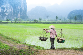 越南农民作品大米场多雾的早....安保兵越南旅行风景和目的地有机农业东南亚洲