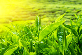 新鲜的绿色茶叶子种植园下日落天空自然景观卡梅隆高地马来西亚