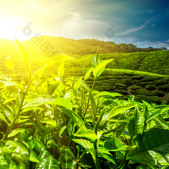 新鲜的绿色茶叶子种植园下日落天空自然景观卡梅隆高地马来西亚