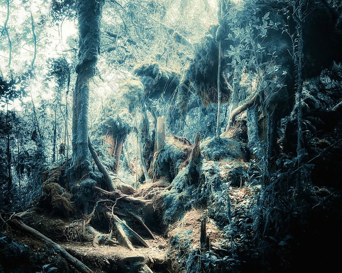 超现实主义的颜色幻想景观神秘的热带长满青苔的森林与令人惊异的丛林植物概念为神秘的自然和仙女演讲背景