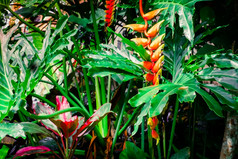 令人惊异的热带植物和花幻想热带雨林