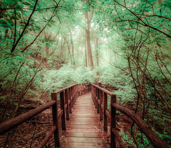 神秘的景观多雾的森林与木桥运行通过密集的树叶超现实主义的美异国情调的树灌木丛灌木热带丛林幻想自然和仙女演讲背景
