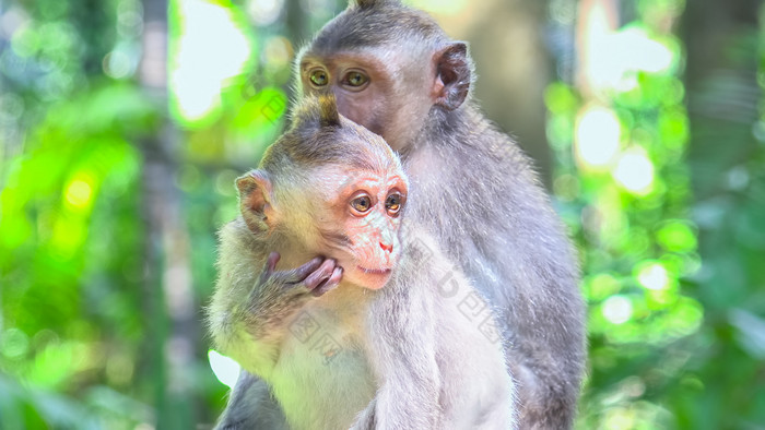可爱的猴子婴儿看周围crab-eating长尾短尾猿猴子。fascicularis有趣的异国情调的动物他们的自然栖息地巴厘岛印尼