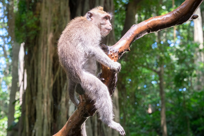 巴厘岛的长尾短尾猿坐着树和用心看周围对绿色树叶背景猴子包围灌木丛异国情调的雨森林印尼