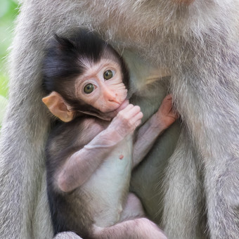 特写镜头可爱的婴儿猴子隐藏附近的妈妈。rsquo乳房和看周围动物育儿概念巴厘岛印尼