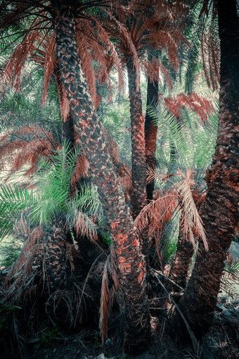 摘要神<strong>秘</strong>的景观深森林与异国情调的棕榈树明亮的作文热带植物野生自然超现实主义的美密集的<strong>丛林</strong>幻想颜色和仙女演讲背景