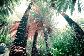 摘要神秘的景观深森林与异国情调的棕榈树明亮的作文热带植物野生自然超现实主义的美密集的丛林幻想颜色和仙女演讲背景