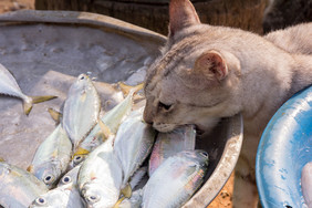 猫偷鱼从托盘市场