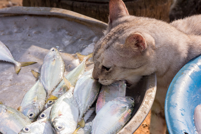 猫偷鱼从托盘市场