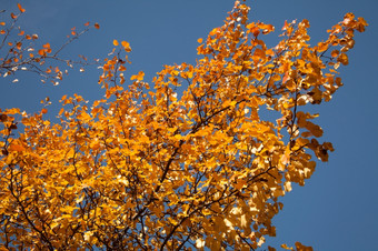 明亮的秋天树叶的树对的天空