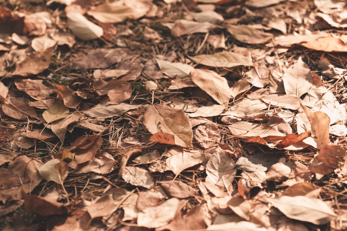 秋天叶子背景准备好了设计元素颜色修正爽肤水