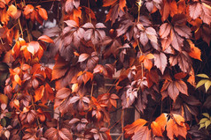 色彩斑斓的秋天维吉尼亚州爬虫野生葡萄背景摘要紫色的红色的和橙色秋天叶子背景紫色的叶子爬虫植物墙