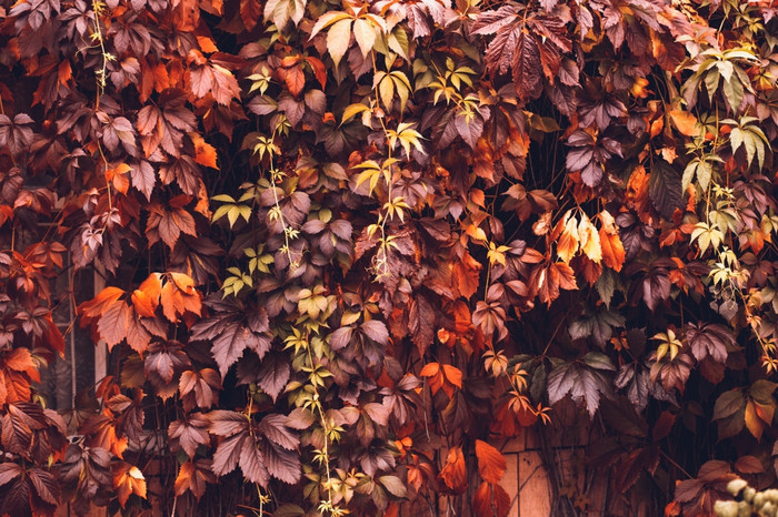 色彩斑斓的秋天维吉尼亚州爬虫野生葡萄背景摘要紫色的红色的和橙色秋天叶子背景紫色的叶子爬虫植物墙