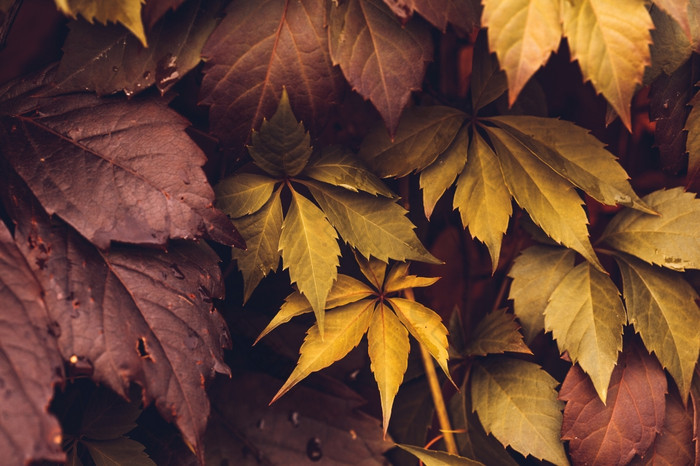 关闭秋天维吉尼亚州爬虫叶子宏秋天野生葡萄叶子色彩斑斓的叶子爬虫植物秋天季节万圣节背景