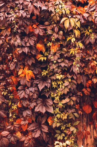 色彩斑斓的秋天维吉尼亚州爬虫野生葡萄<strong>背景</strong>摘要<strong>紫色</strong>的红色的和橙色秋天叶子<strong>背景紫色</strong>的叶子爬虫植物墙