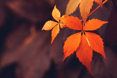 关闭秋天维吉尼亚州爬虫叶子宏秋天野生葡萄叶子色彩斑斓的叶子爬虫植物秋天季节万圣节背景