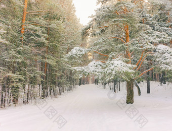 寒冷的景观风景与平县和森林雪景观背景为复古的圣诞节卡冬天树仙境冬天场景圣诞节新一年背景冬天的演讲