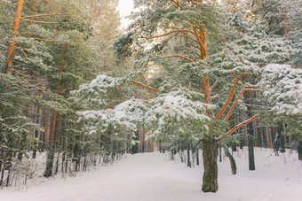 寒冷的景观风景与平县和森林雪景观背景为复古的圣诞节卡冬天树仙境冬天场景圣诞节新一年背景冬天的演讲