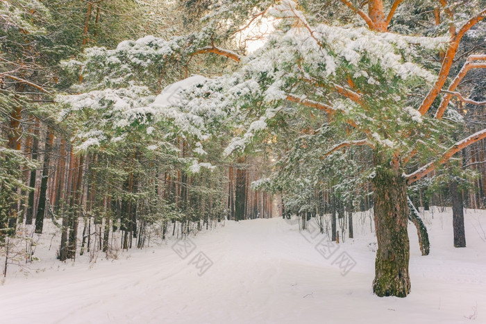 寒冷的景观风景与平县和森林雪景观背景为复古的圣诞节卡冬天树仙境冬天场景圣诞节新一年背景冬天的演讲