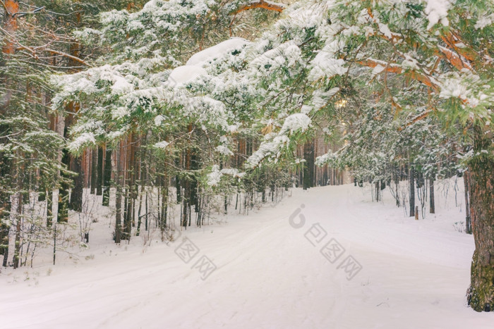 寒冷的景观风景与平县和森林雪景观背景为复古的圣诞节卡冬天树仙境冬天场景圣诞节新一年背景冬天的演讲