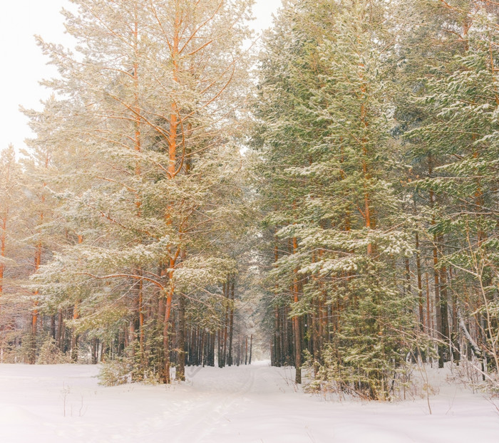 寒冷的景观风景与平县和森林雪景观背景为复古的圣诞节卡冬天树仙境冬天场景圣诞节新一年背景冬天的演讲