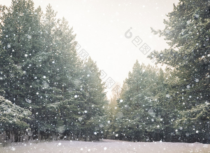 寒冷的景观风景与平县和森林雪景观背景为复古的圣诞节卡冬天树仙境冬天场景圣诞节新一年背景冬天的演讲